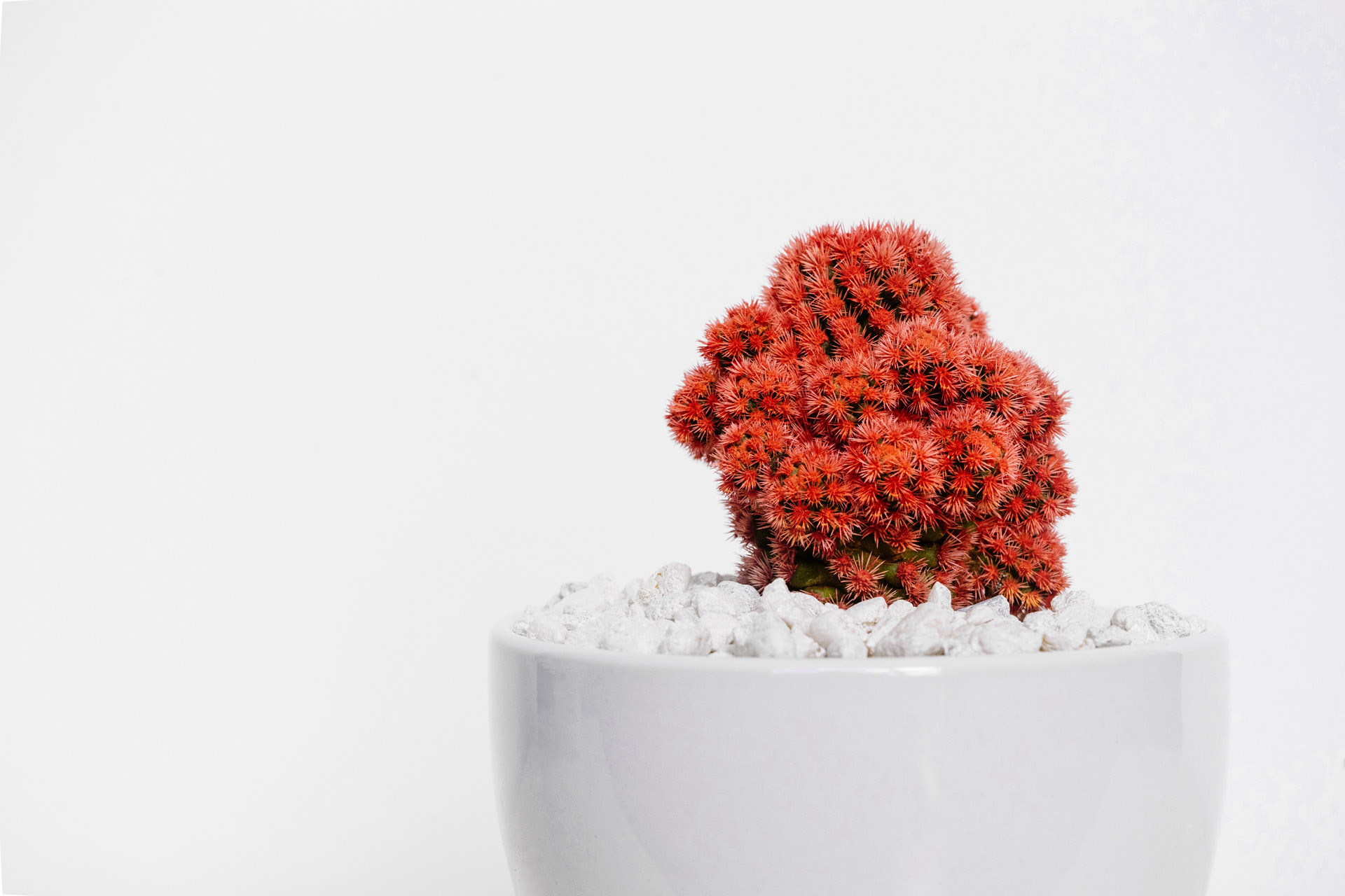 Red cactus